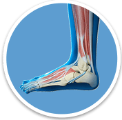  Foot And Ankle - Orthopaedic Surgical Specialist