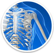  Shoulder - Orthopaedic Surgical Specialist