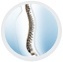 Spine Deformities